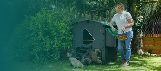 Reasons to Stop Buying Eggs and Start Keeping Hens