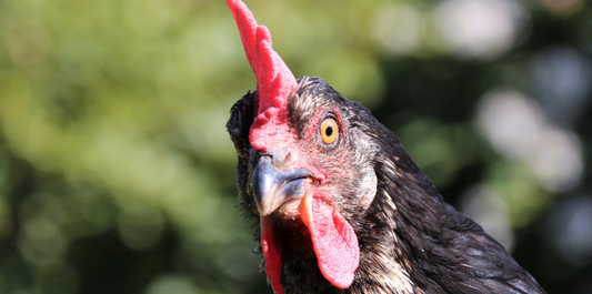 Debunking the Myth: Do Black Plastic Chicken Coops Get Too Hot in Summer?