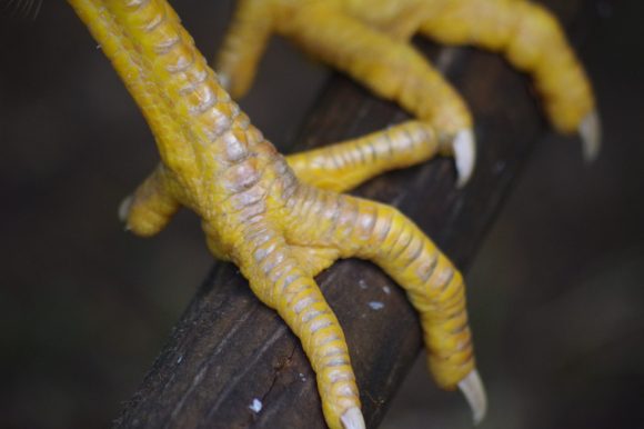 Qual è il pesce persico della taglia migliore per i polli?