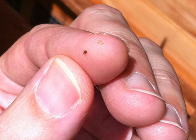 5 consigli per evitare l'acaro rosso nel tuo pollaio