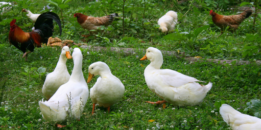 6 reasons why you shouldn’t keep chickens and ducks together