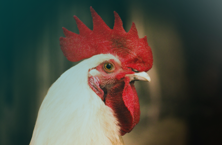 The Yearly Cycle for Chickens