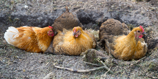 Why do chickens need dust baths