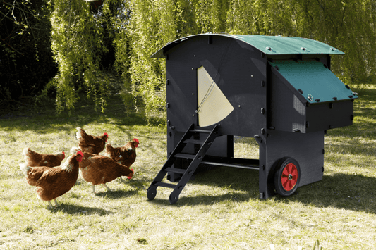 Why Choose a Plastic Chicken Coop?