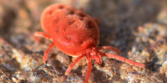 How to recognise red mites and what are their effects on poultry?